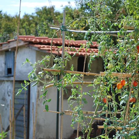 Casa S.Maria Apartment Levane Екстериор снимка